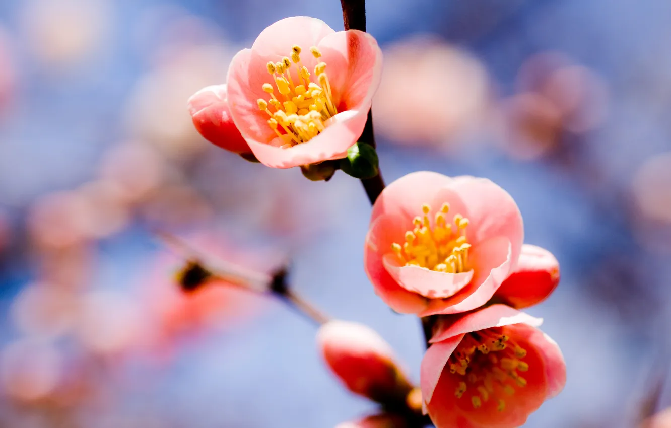 Photo wallpaper the sky, branches, spring, apricots, three flowers