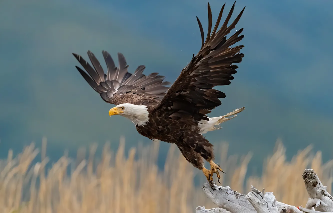 Photo wallpaper bird, wings, snag, the rise, stroke, bokeh, bald eagle