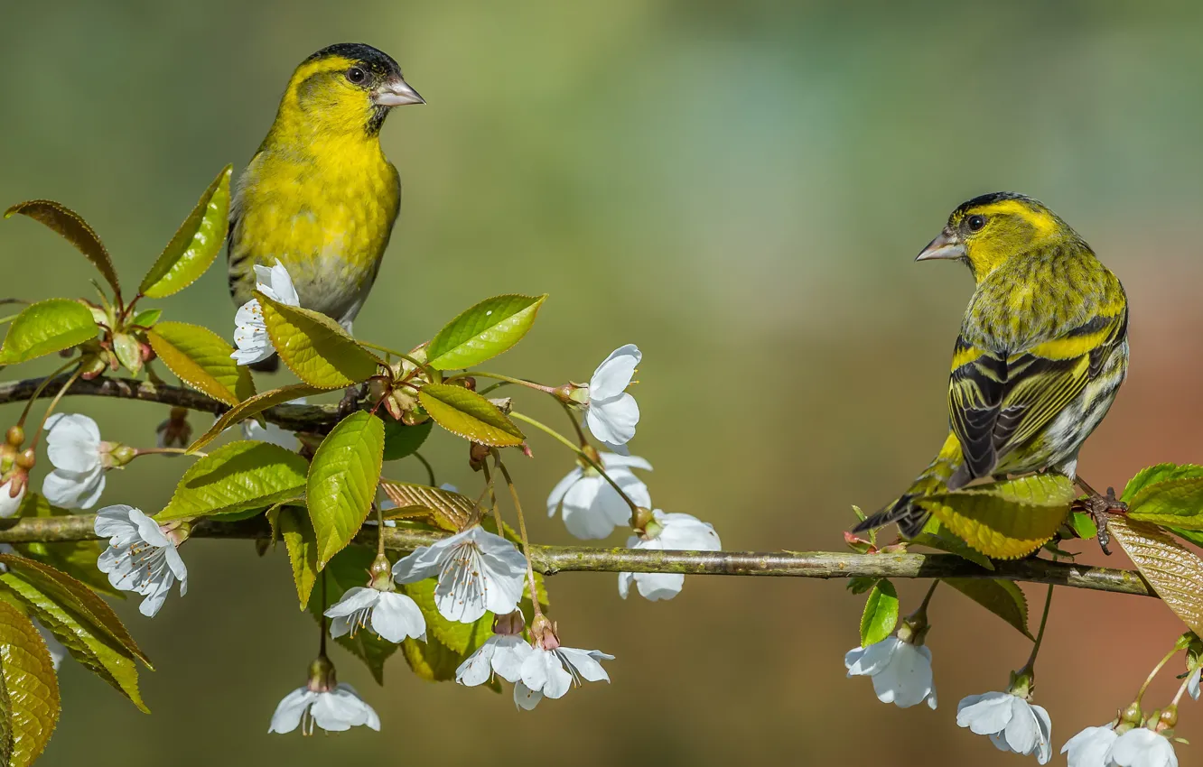 Photo wallpaper birds, cherry, background, branch, pair, flowering, flowers, Siskins
