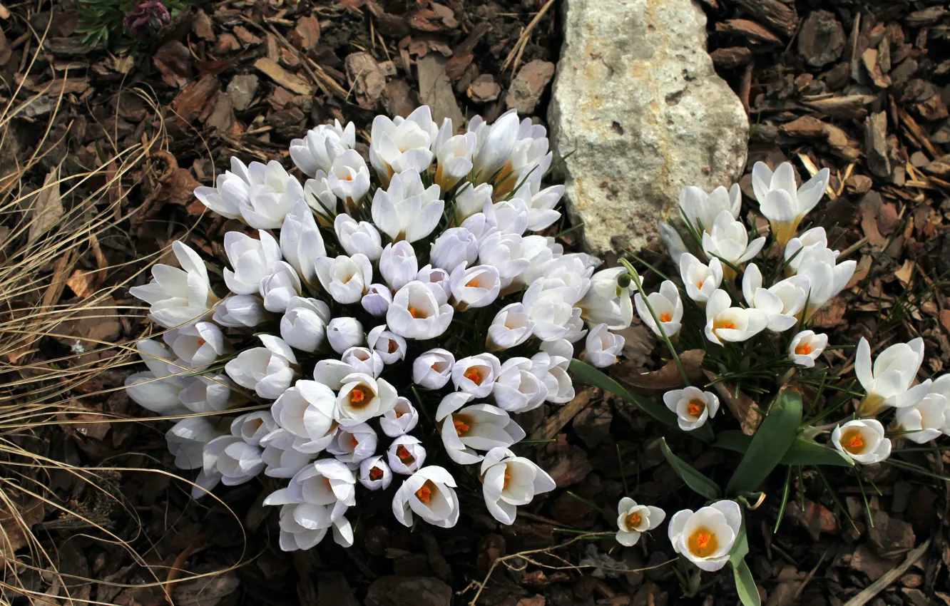 Photo wallpaper flowers, spring, garden, crocuses, Botanical garden