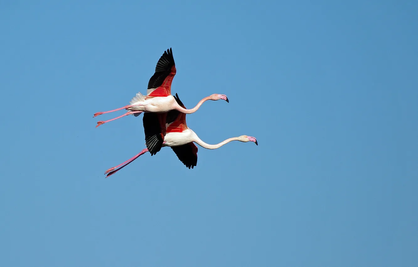 Photo wallpaper the sky, bird, wings, Flamingo