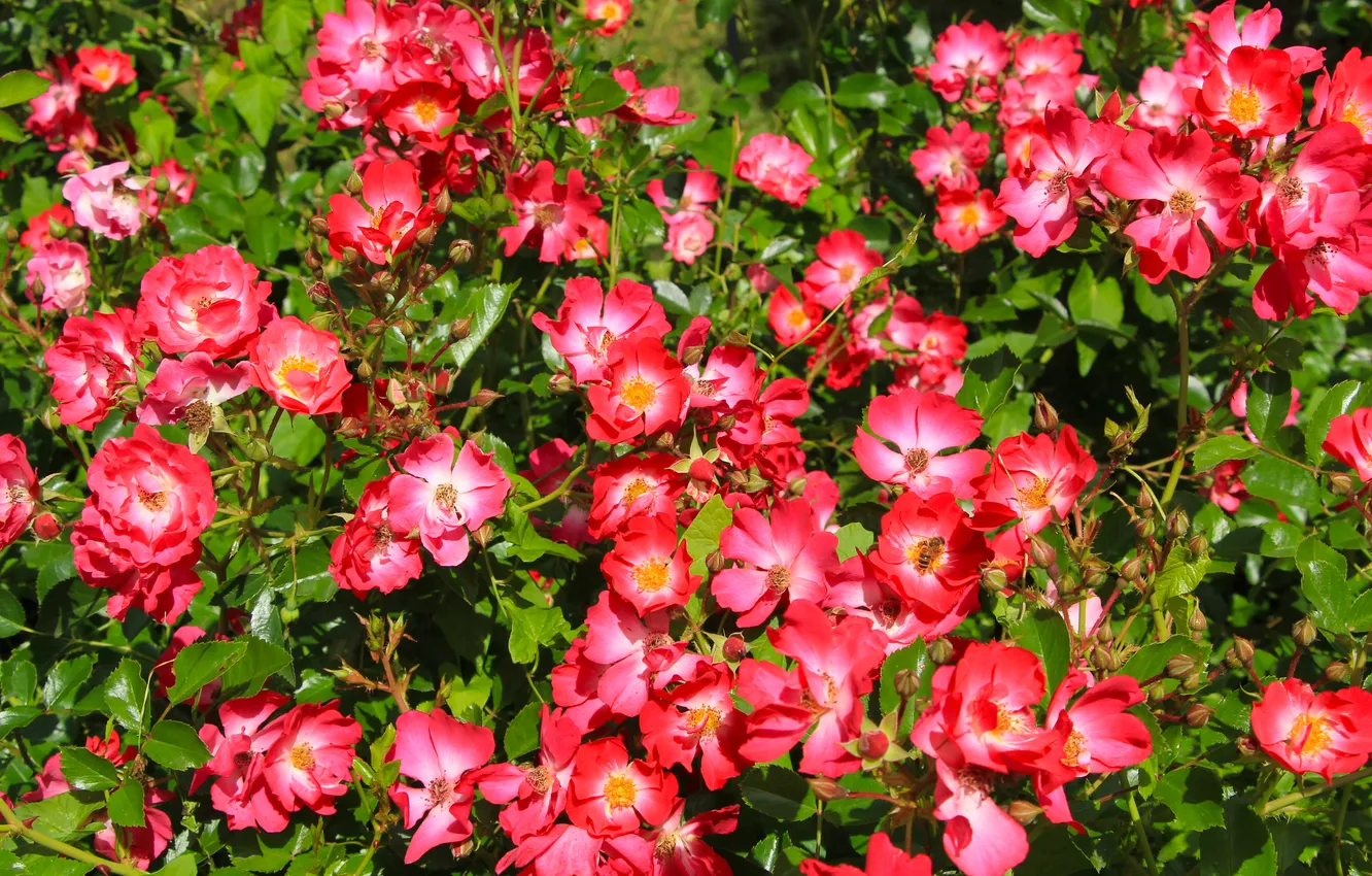 Photo wallpaper flower, leafs, roses