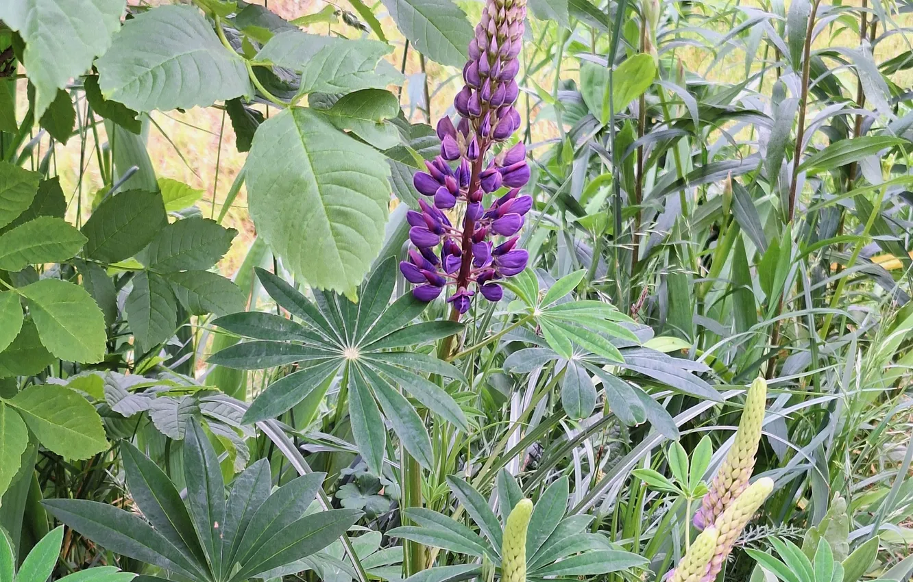 Photo wallpaper Flowers, Plants, Lupin