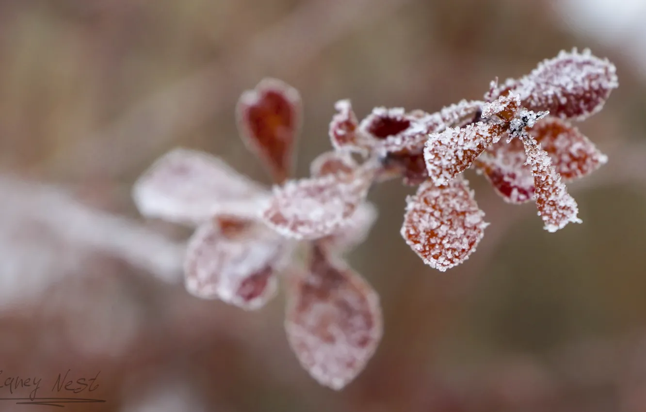 Photo wallpaper field, forest, macro, light, trees, flowers, nature, spring