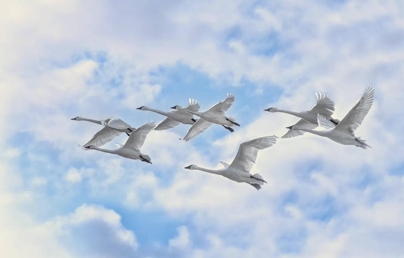 Photo wallpaper the sky, clouds, flight, bird, swans