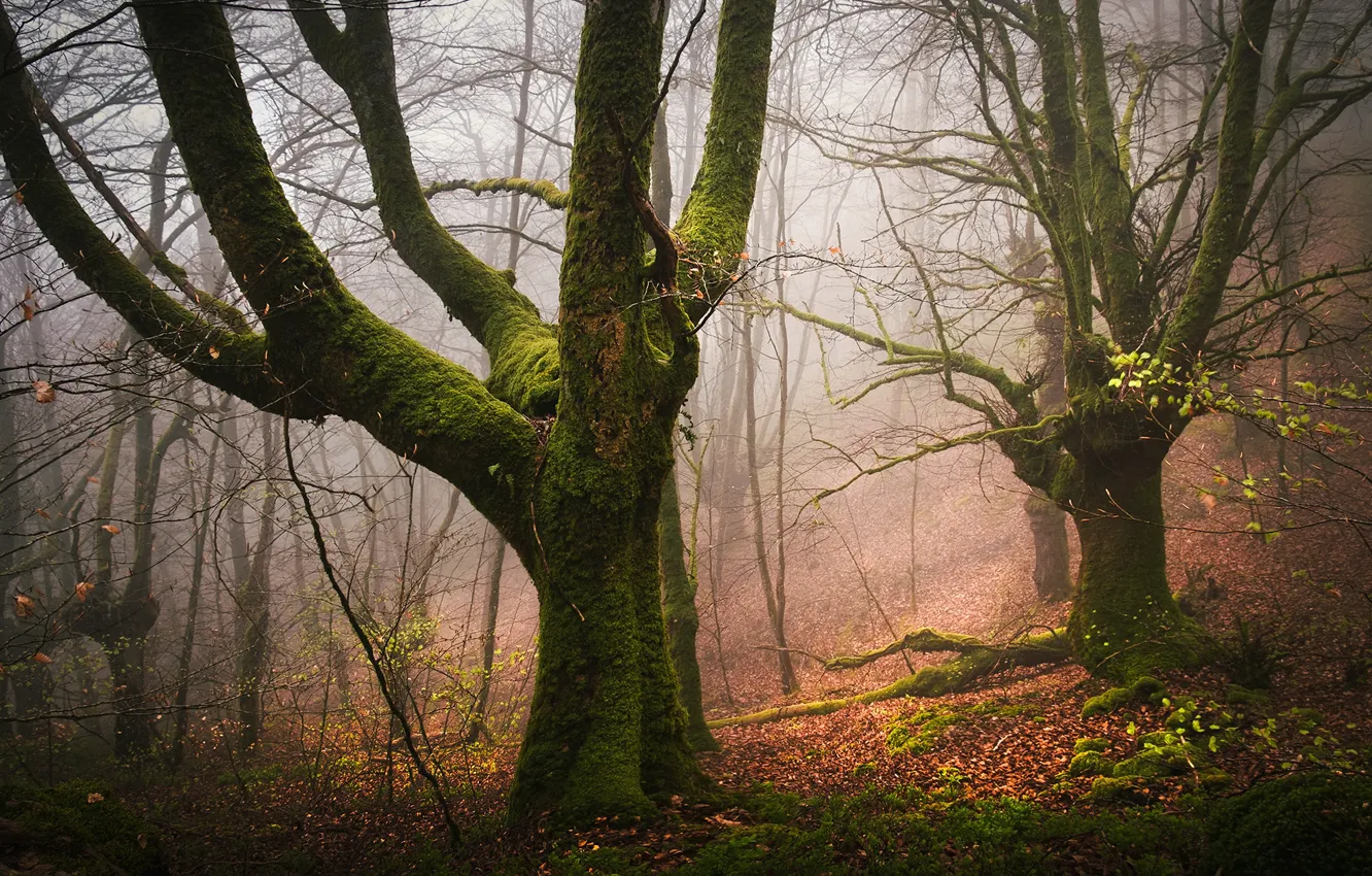 Photo wallpaper Park, fog, trees, moss, foliage, branches, autumn, forest