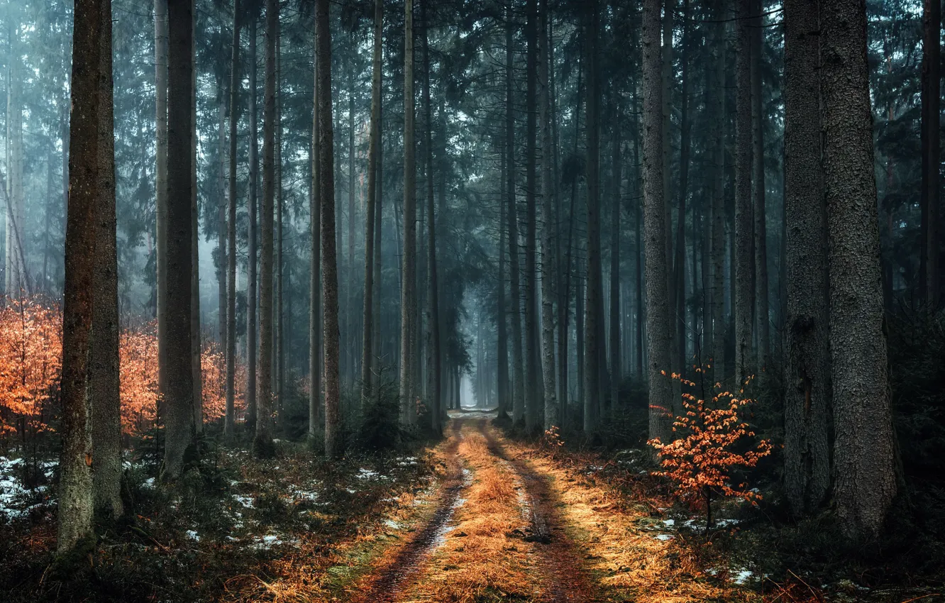 Photo wallpaper road, forest, nature, fog