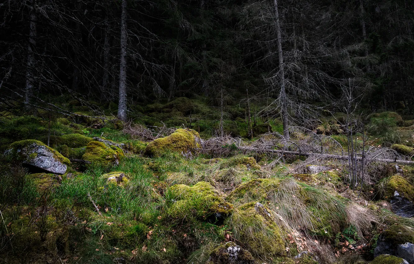 Photo wallpaper forest, stones, moss