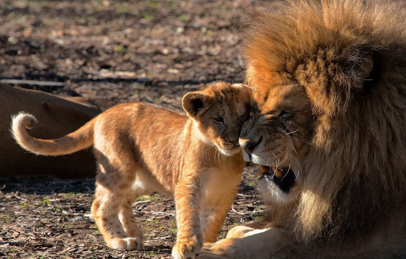 Photo wallpaper Leo, lion, fondled, lion's muzzle