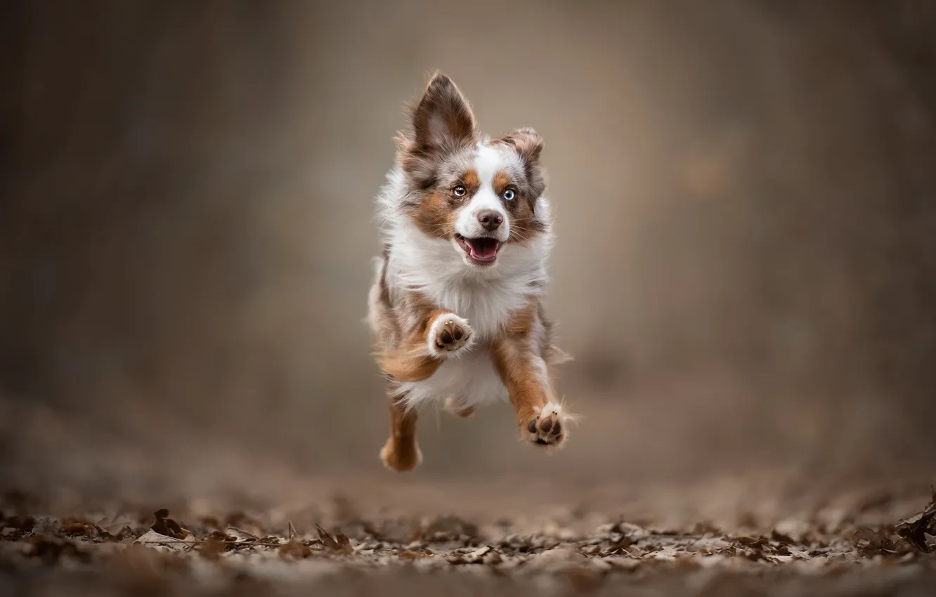 Photo wallpaper background, jump, dog, running, walk, doggie, Miniature Australian shepherd, Mini Aussie
