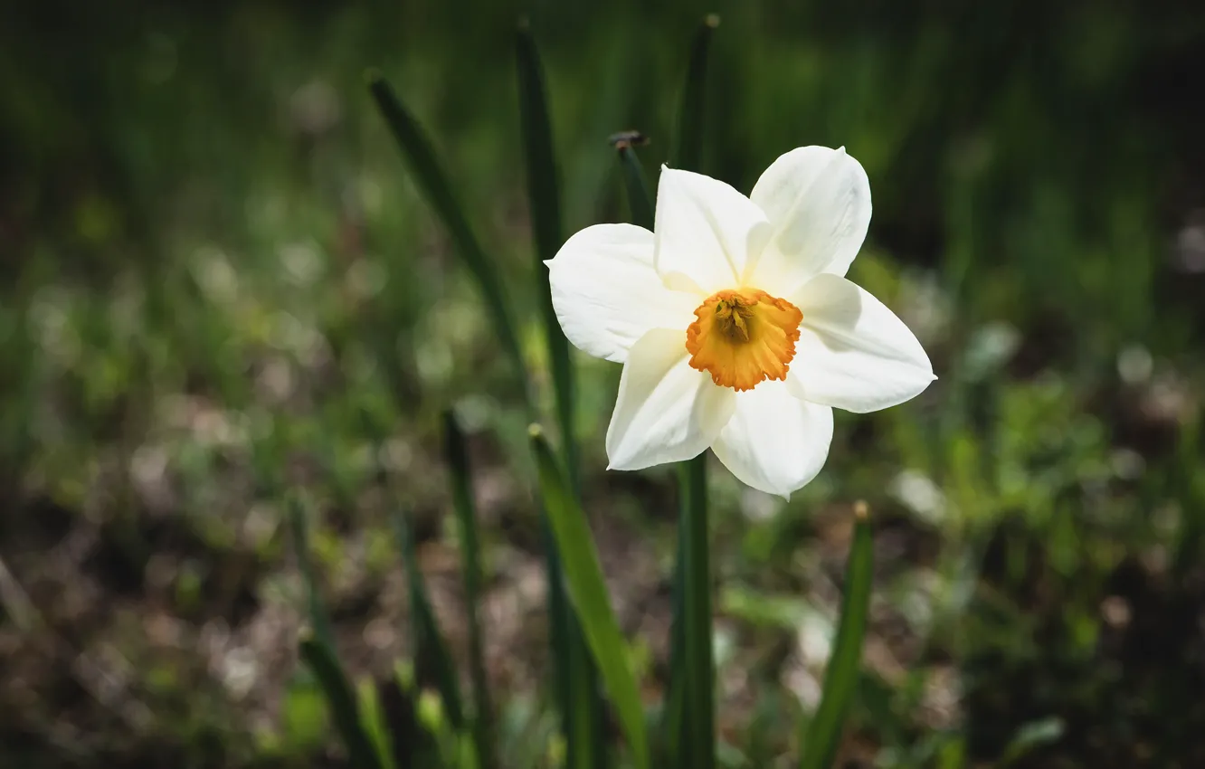 Photo wallpaper white, flowers, spring, daffodils, bokeh