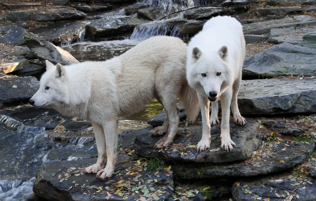 Photo wallpaper Predator, nature, snow, face, animal, wolf, wolves, canis lupus