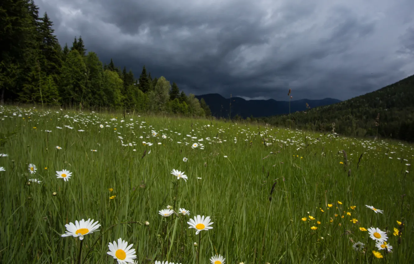 Photo wallpaper field, summer, grass, trees, flowers, clouds, nature, summer