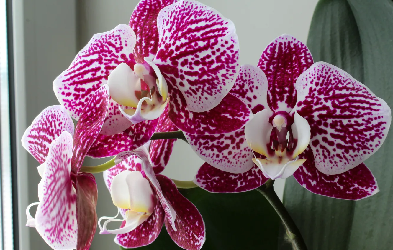 Photo wallpaper flowers, Orchid, pink Orchid