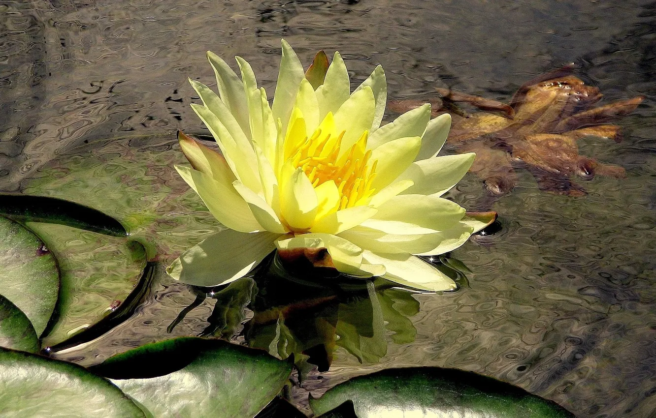 Photo wallpaper lake, Nymphaeum, water Lily