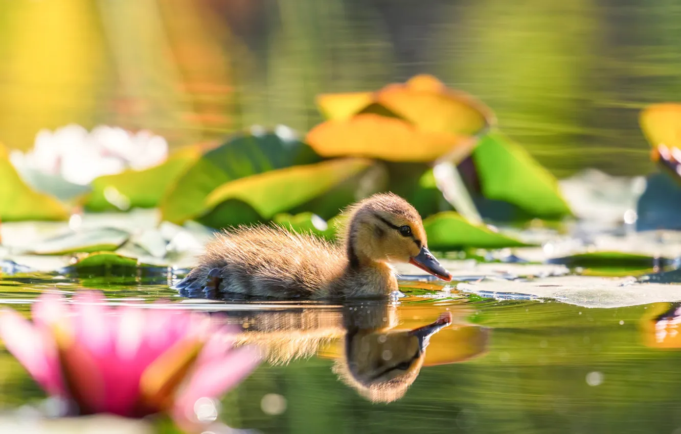 Photo wallpaper flowers, pond, reflection, bird, duck, water lilies, duck, chick