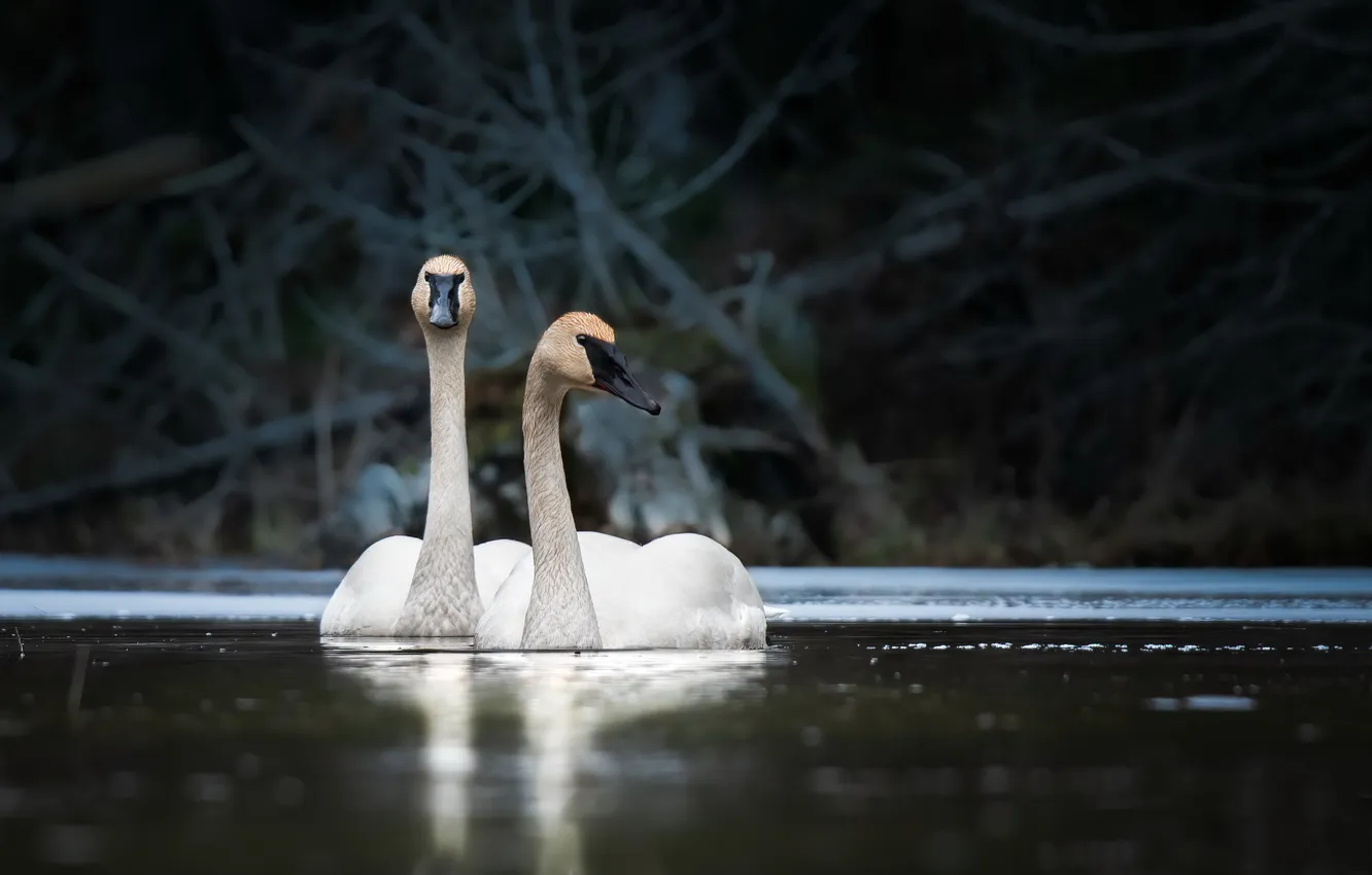 Photo wallpaper lake, bird, swans