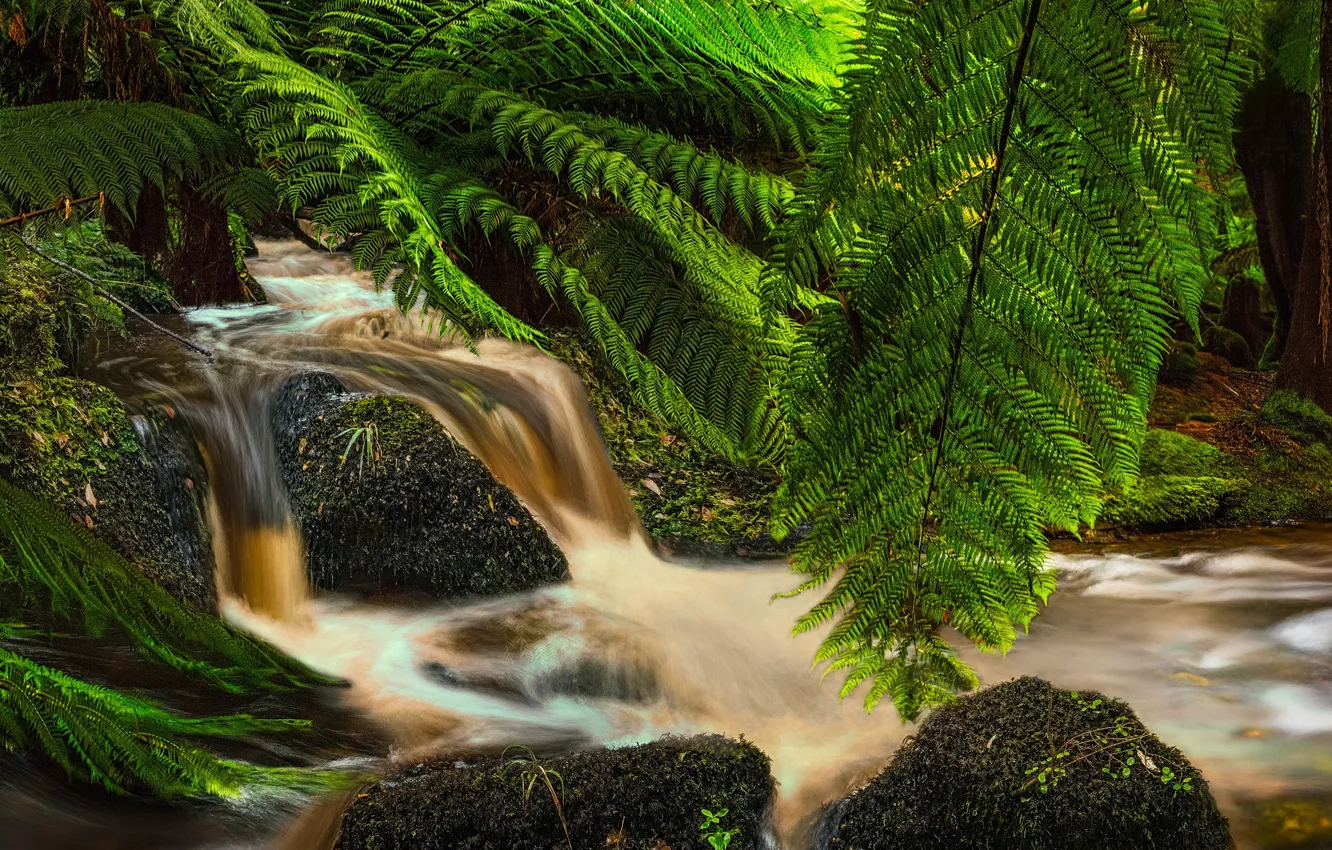 Photo wallpaper forest, stream, stones, moss, New Zealand, panorama, fern, New Zealand
