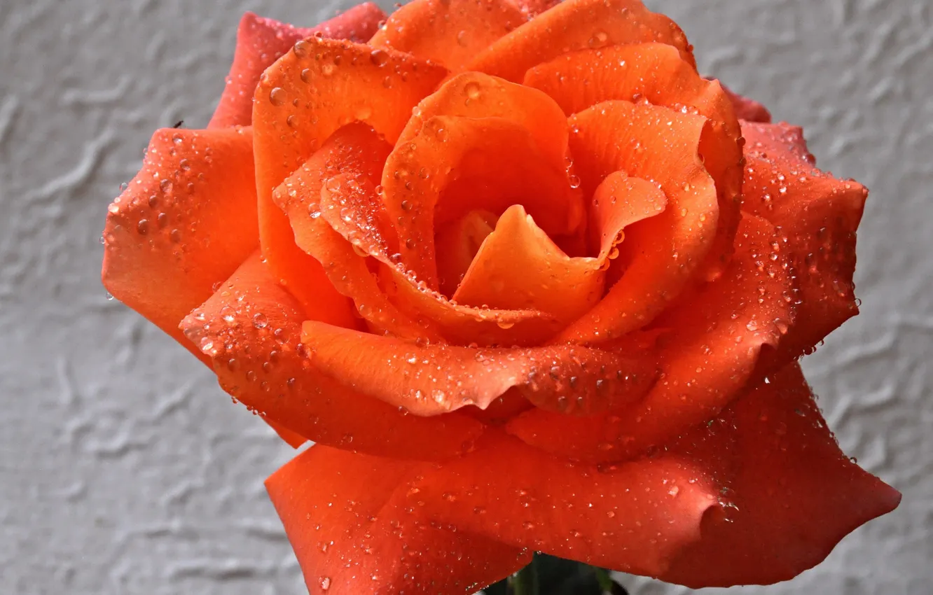 Photo wallpaper water, drops, macro, Rosa, roses, petals