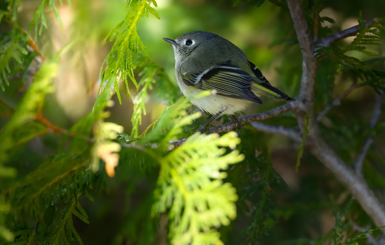 Photo wallpaper branch, bokeh, little bird, Ruby-crowned kinglet, AlexsanderBB