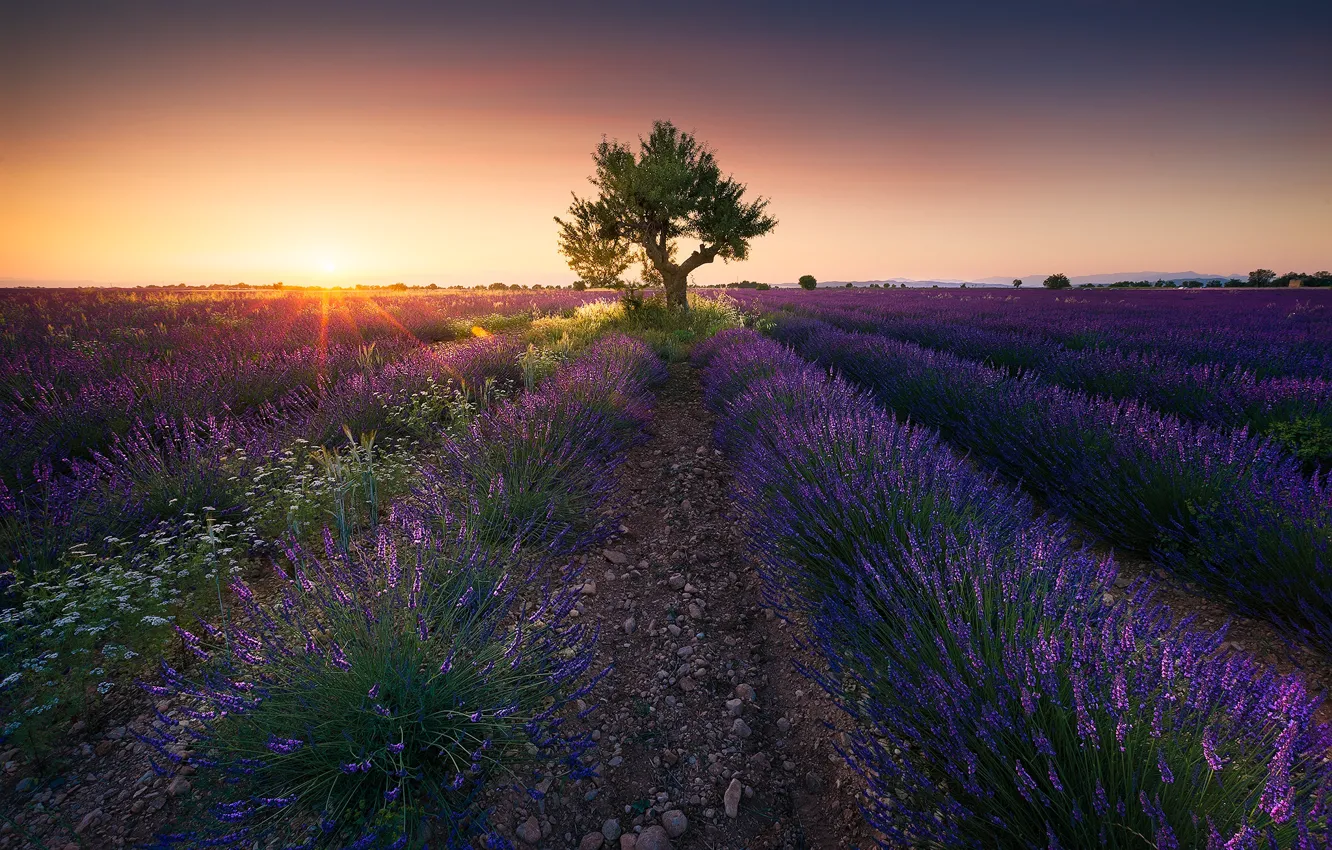 Photo wallpaper sunset, France, Valensole, Alpes-de-Haute-Provence, Provence-Alpes-Cote d'azur