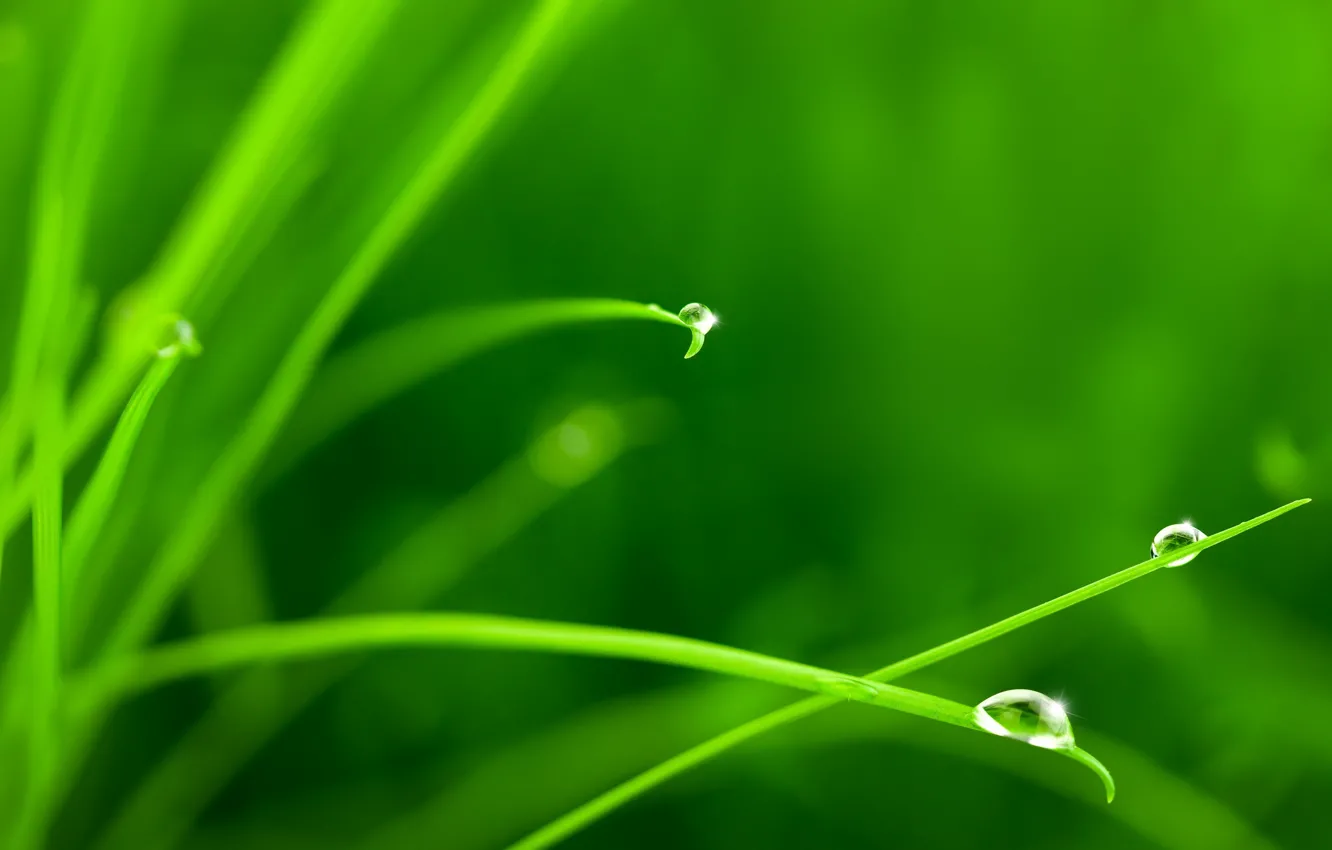 Photo wallpaper greens, grass, water, drops, macro