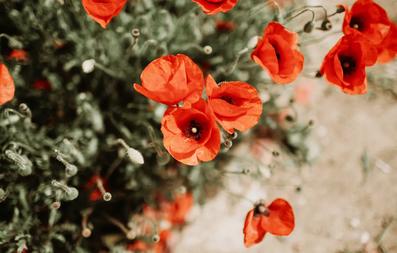 Photo wallpaper flowers, red, nature, Mac, Maki, petals