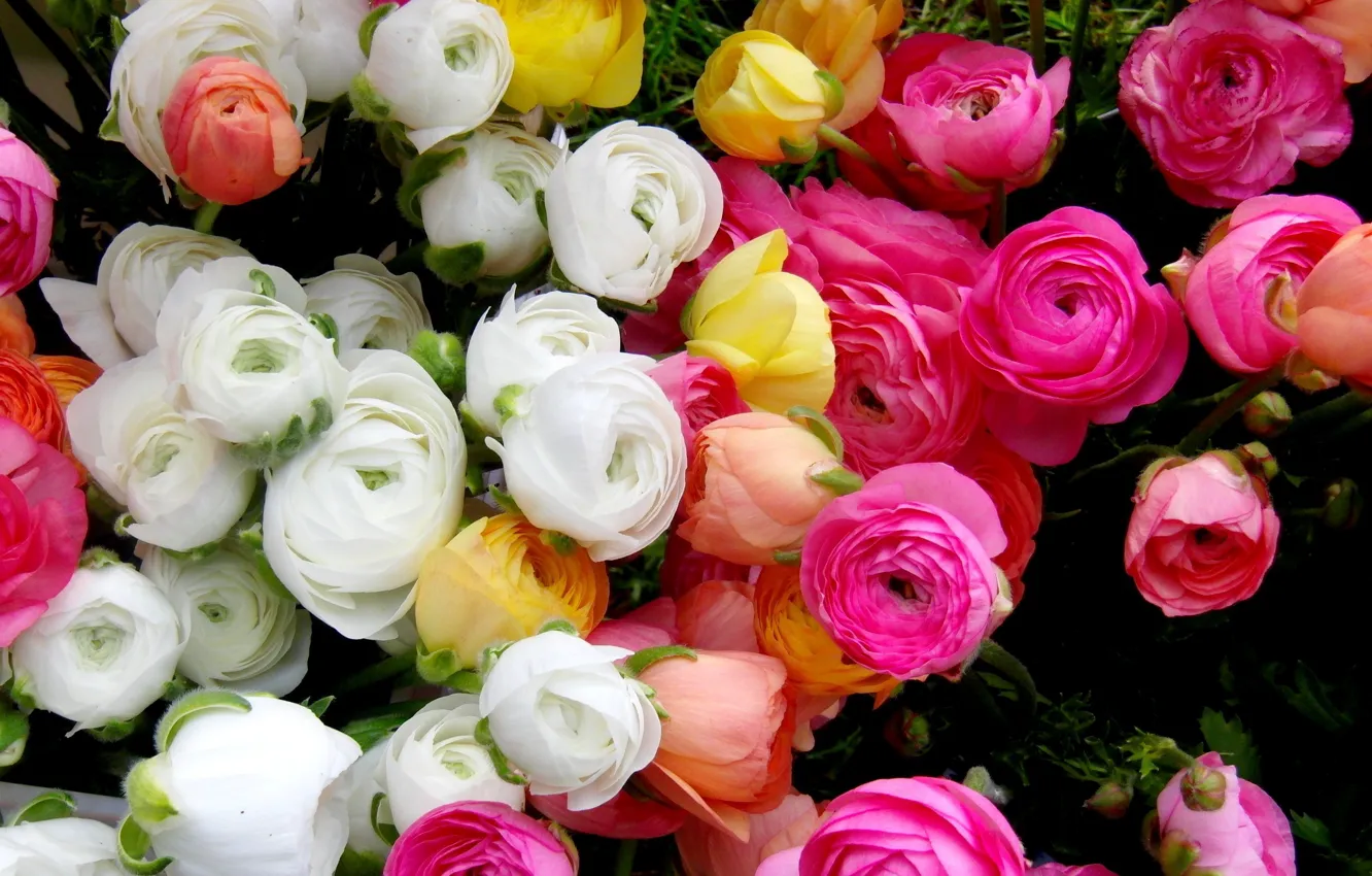 Photo wallpaper white, flowers, yellow, pink, Ranunculus, Asian, Buttercup
