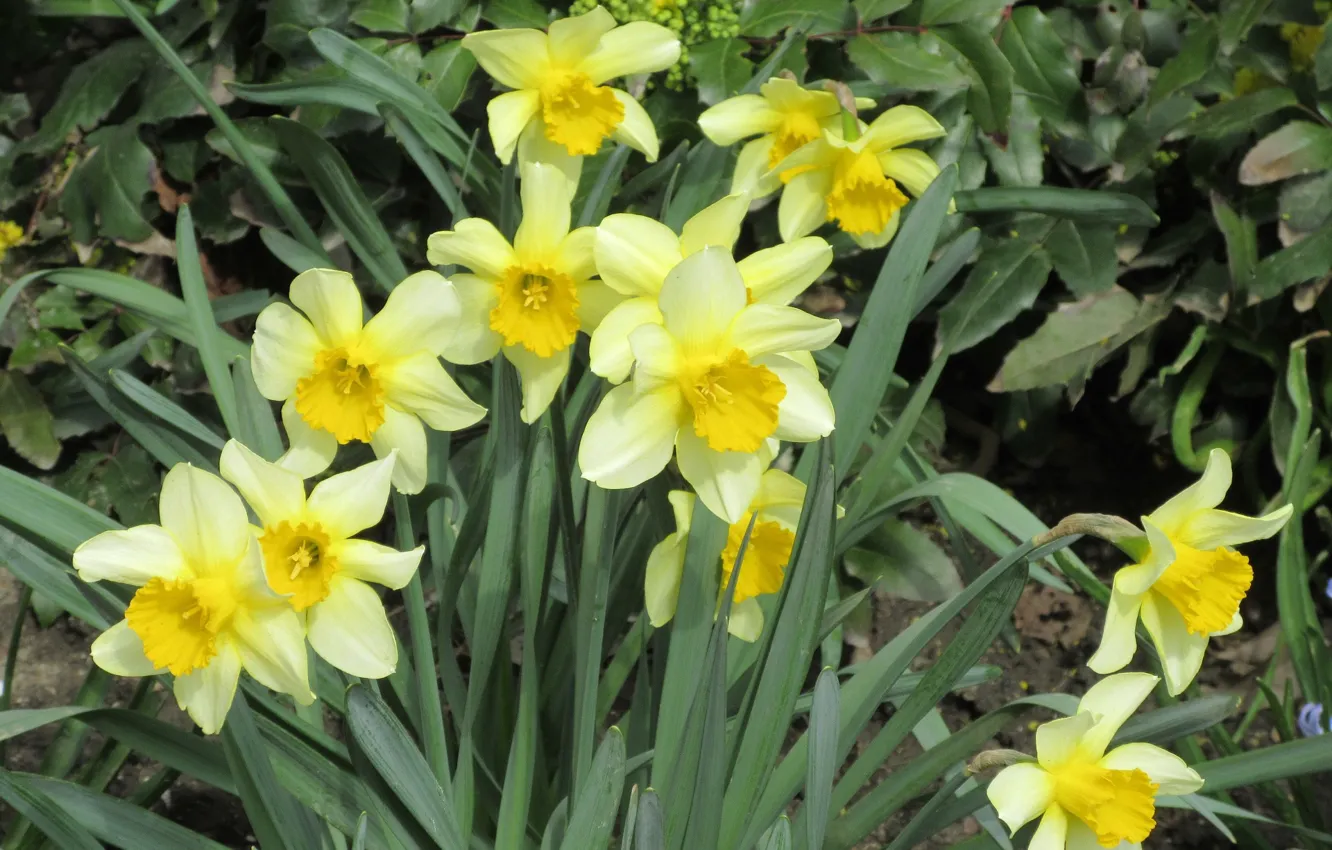 Photo wallpaper April, the bushes, daffodils, spring 2018, Meduzanol ©