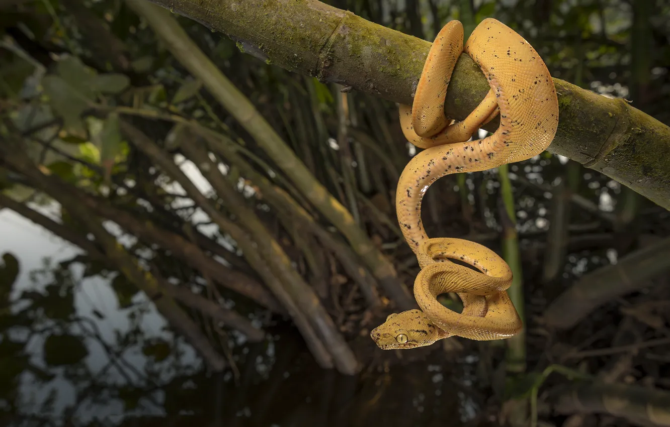 Photo wallpaper snake, snake, hanging