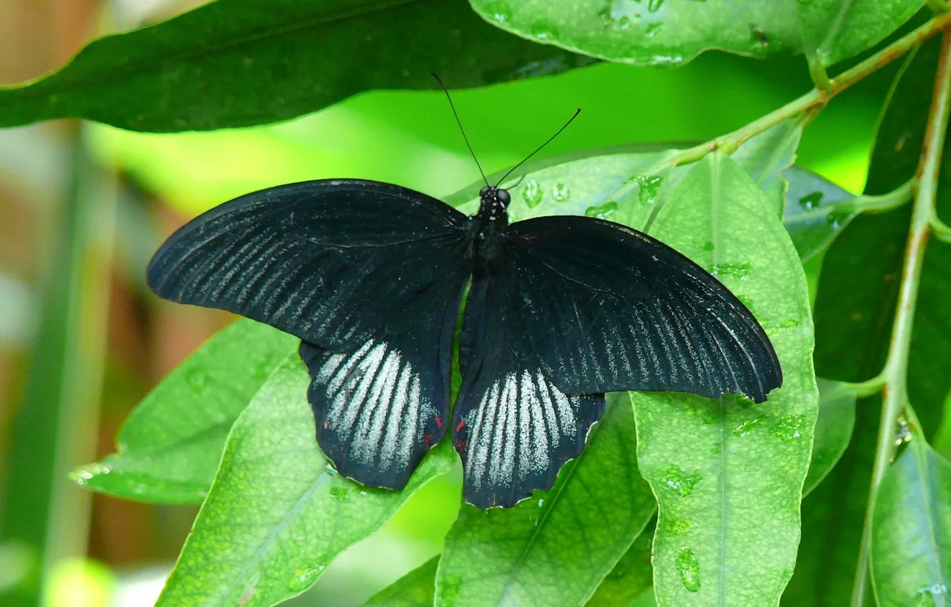 Photo wallpaper green leaves, butterfly, wings, beautiful