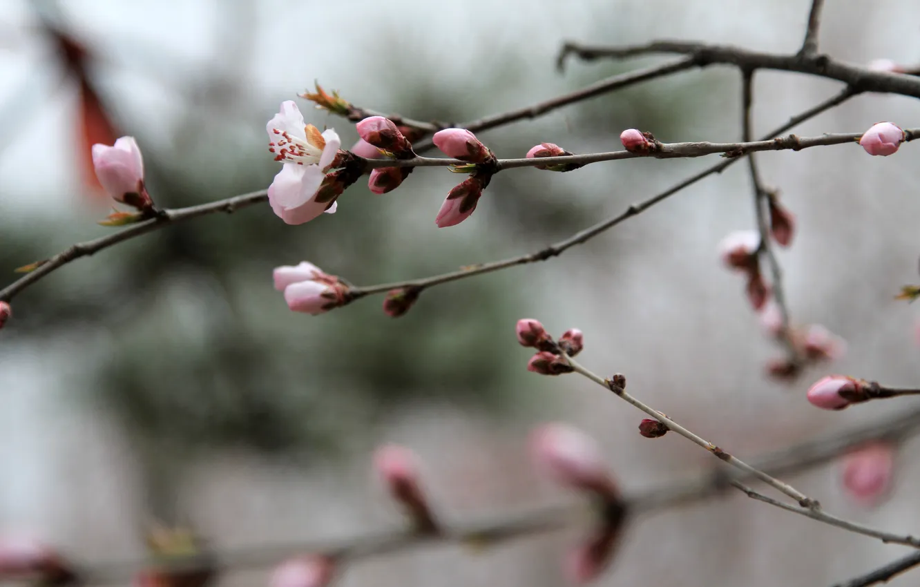 Photo wallpaper China, pink, flowers, plum flower