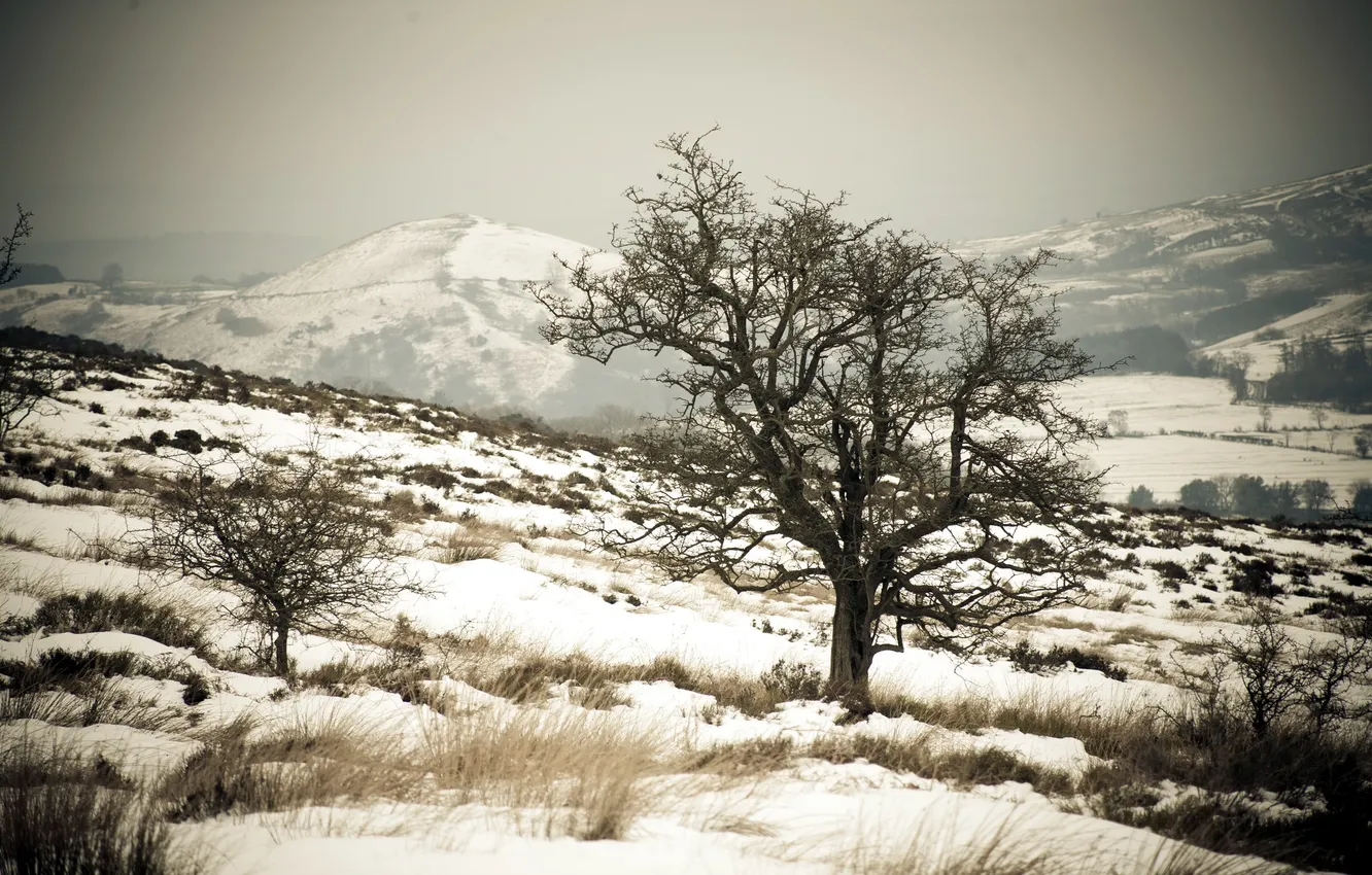 Photo wallpaper snow, landscape, mountains, tree