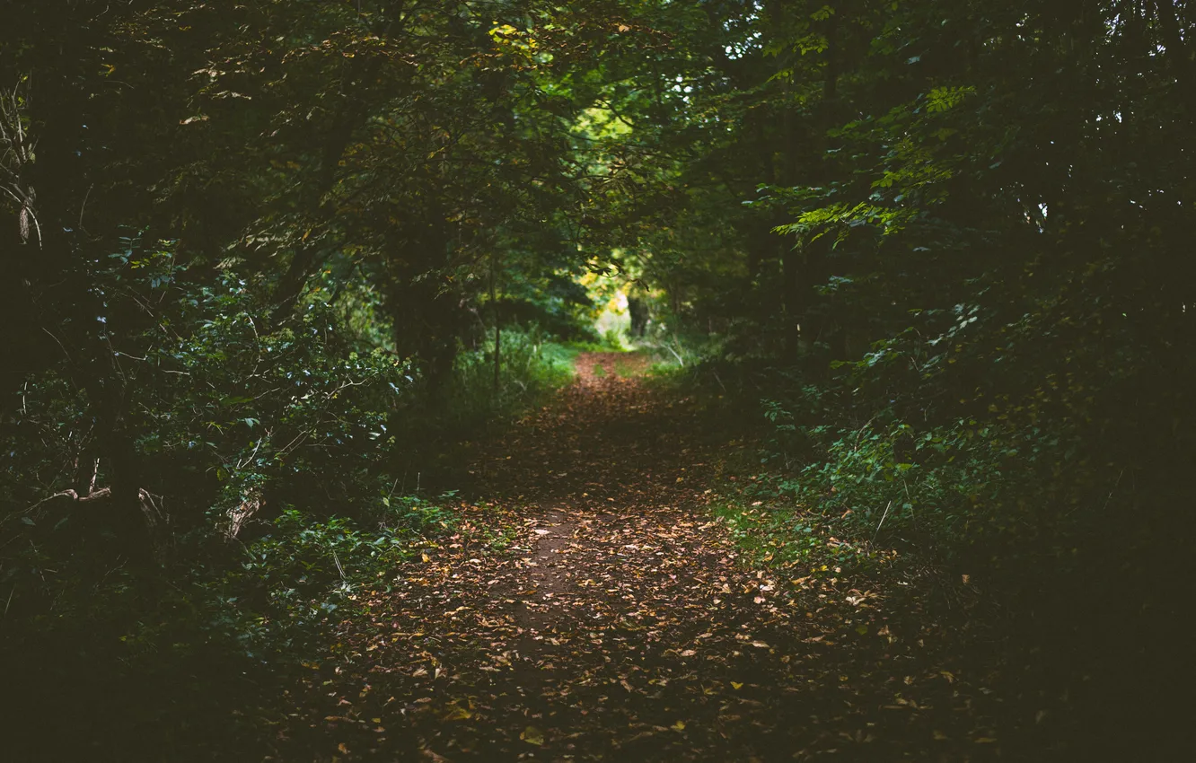 Photo wallpaper road, greens, forest, path