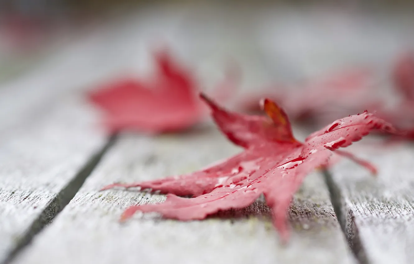 Photo wallpaper autumn, leaves, nature