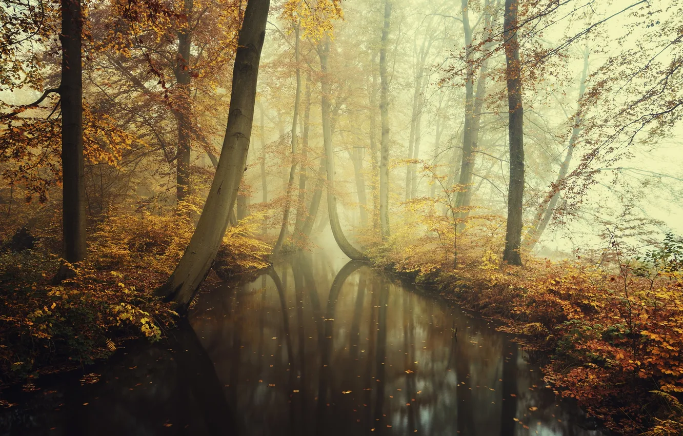 Photo wallpaper autumn, forest, leaves, trees, fog, reflection, river, foliage