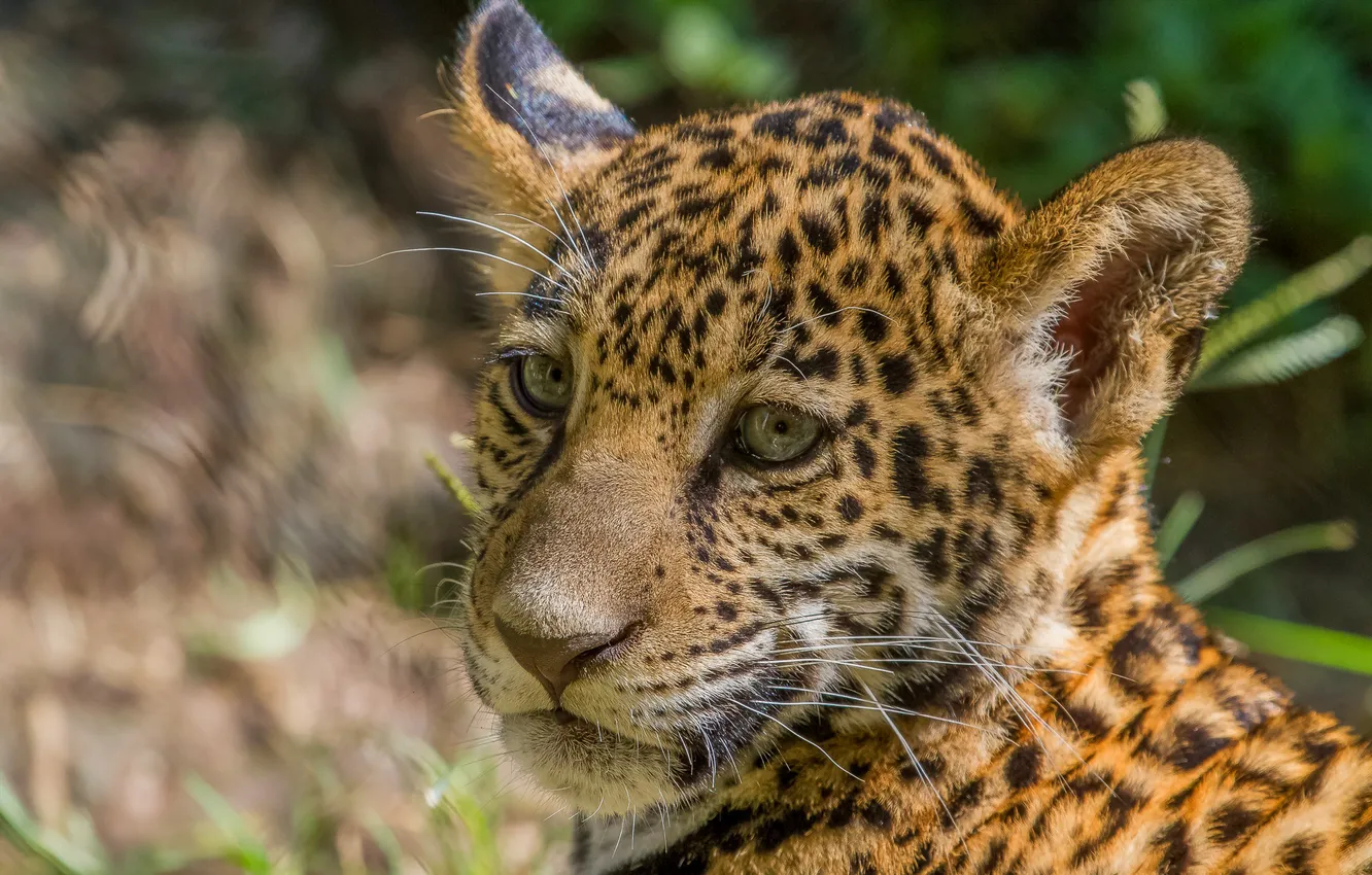 Photo wallpaper face, kitty, Jaguar, cub, wild cat