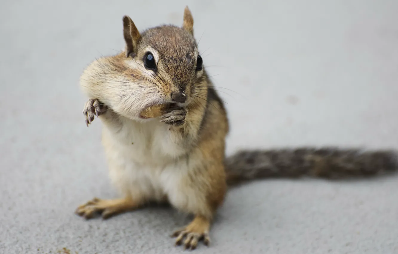 Photo wallpaper pose, Chipmunk, nuts, face, stand, ponytail, cheeks, meal