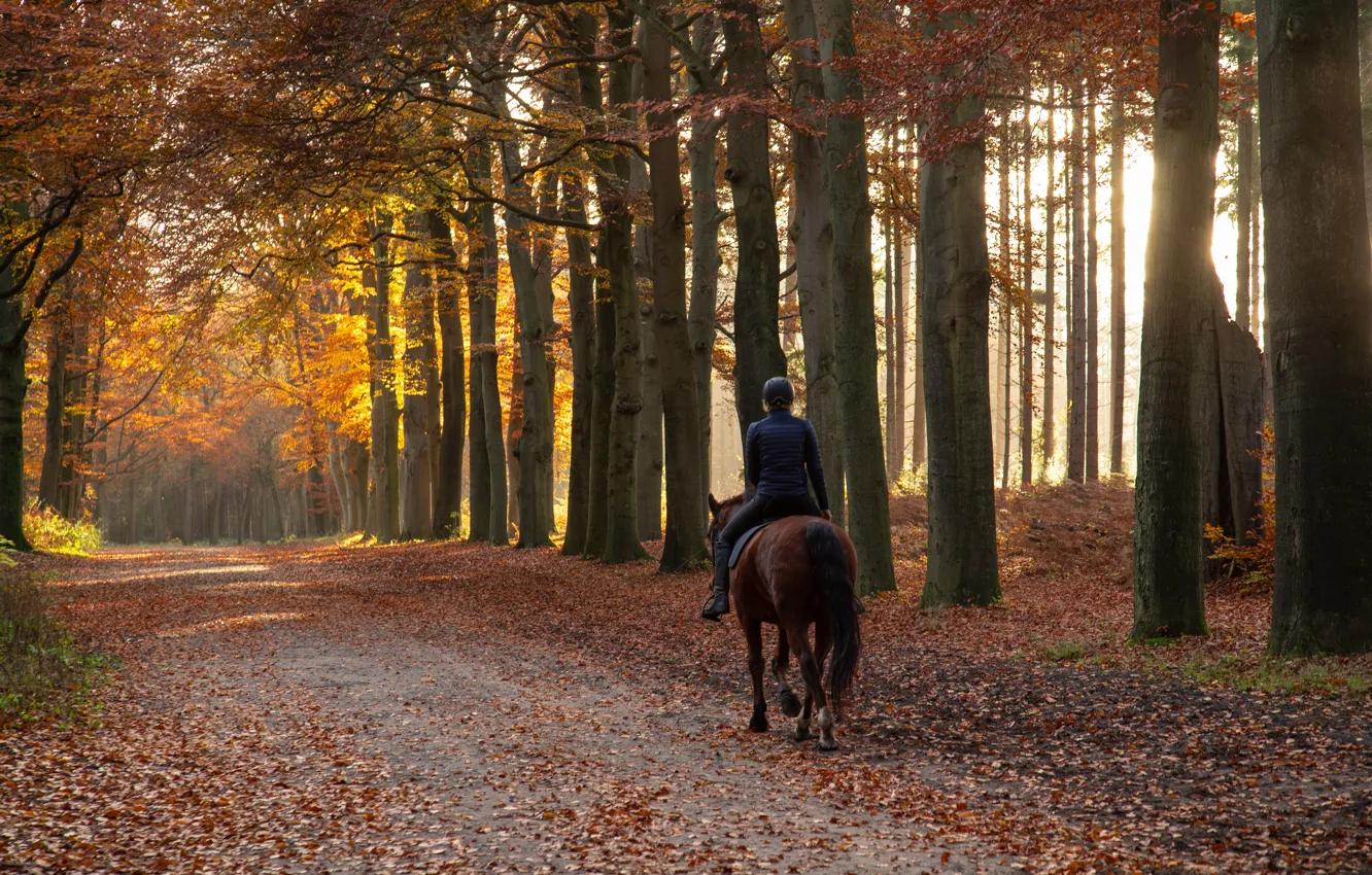 Photo wallpaper road, autumn, girl, Park, horse, foliage, horse, rider
