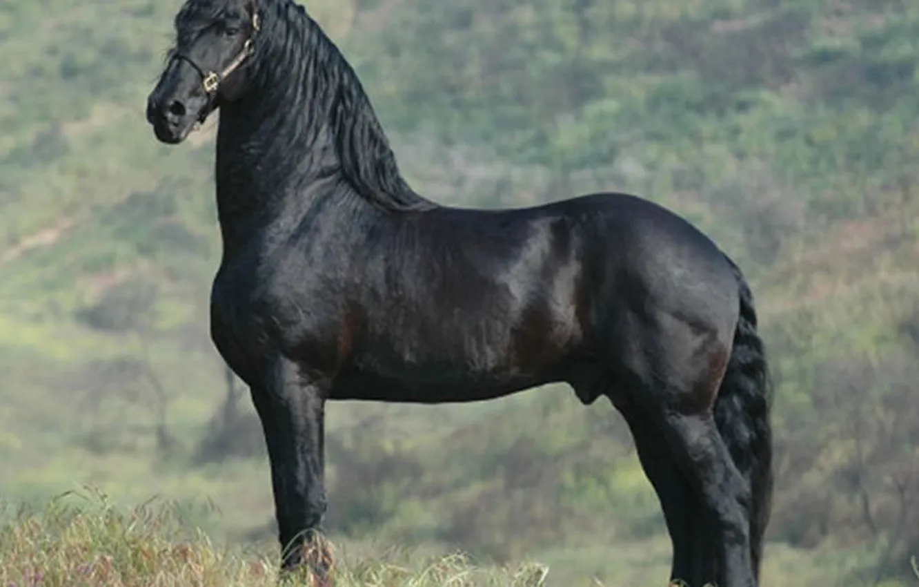 Photo wallpaper animal, Frisian horse, Dutch Beauty