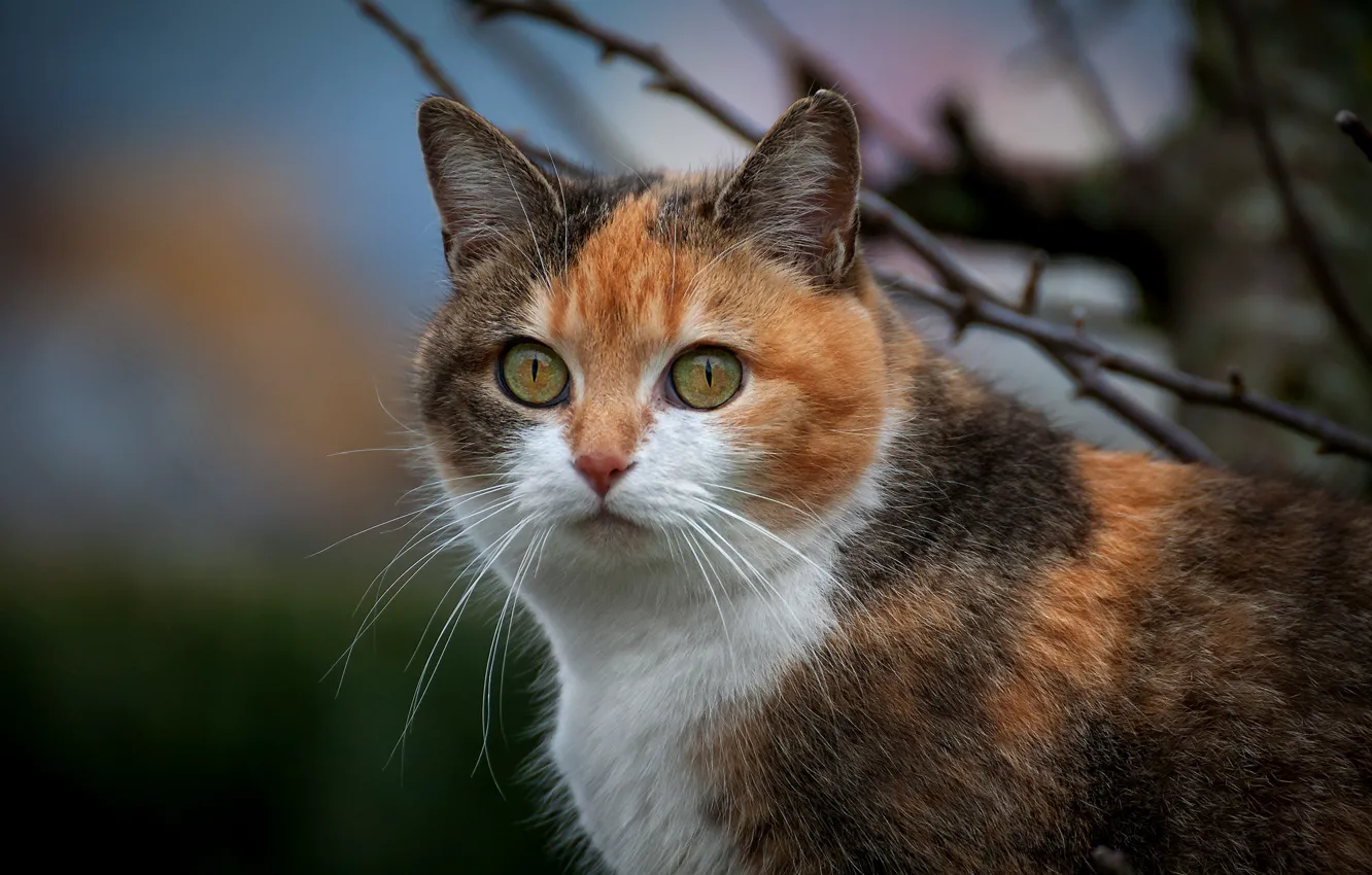 Photo wallpaper cat, eyes, mustache, background