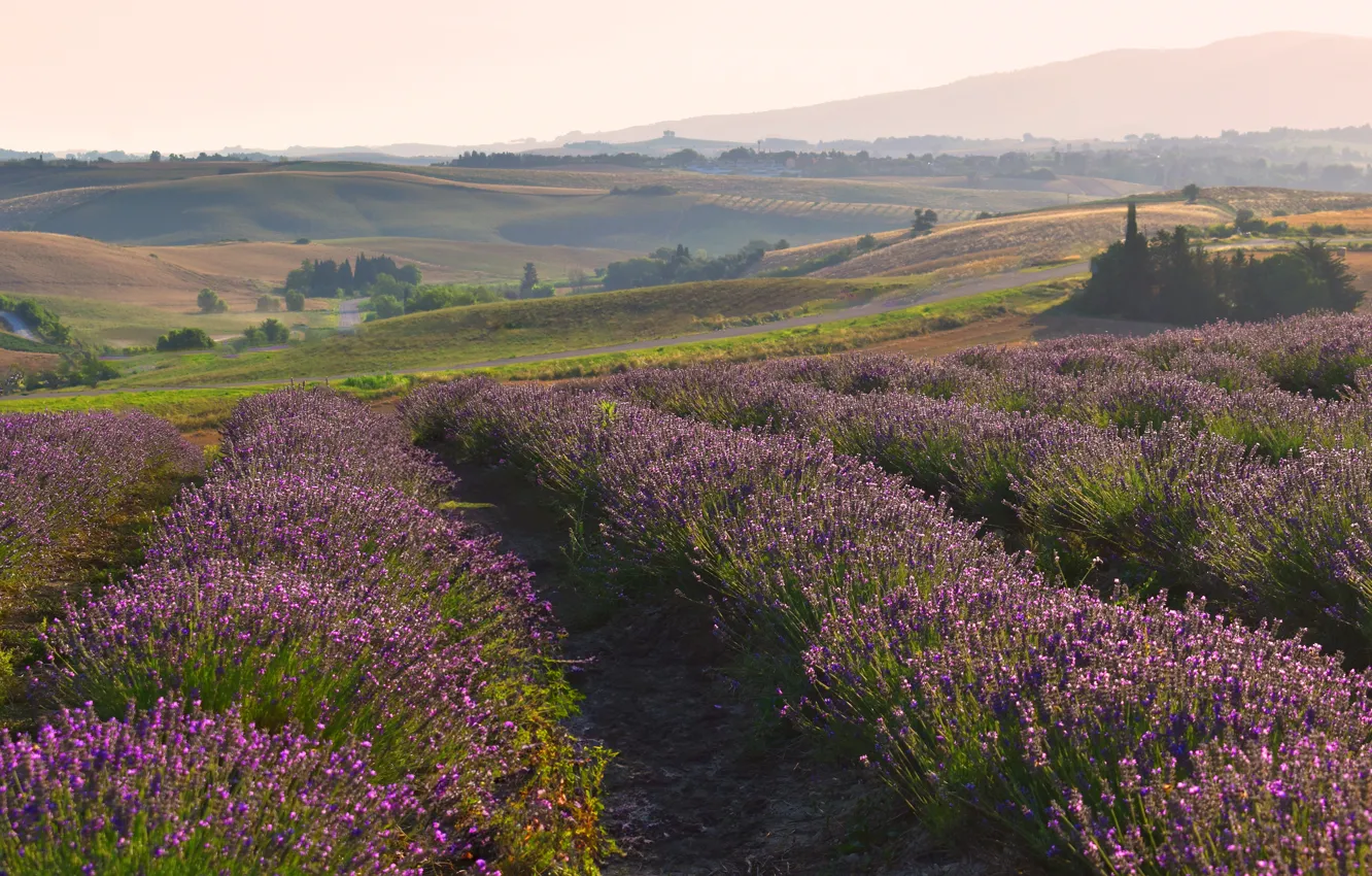 Photo wallpaper summer, lavender, lavender field