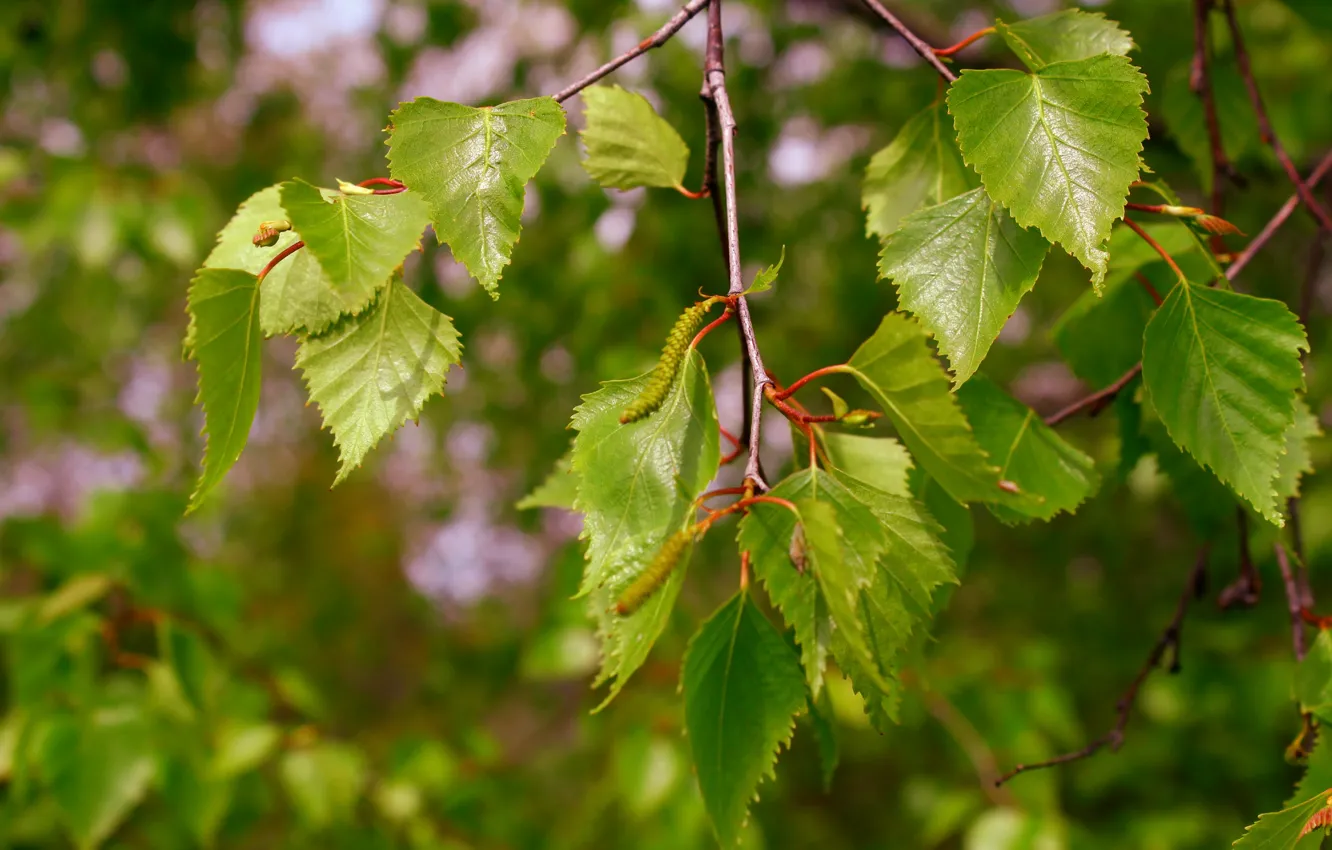Photo wallpaper tree, leaf, twig