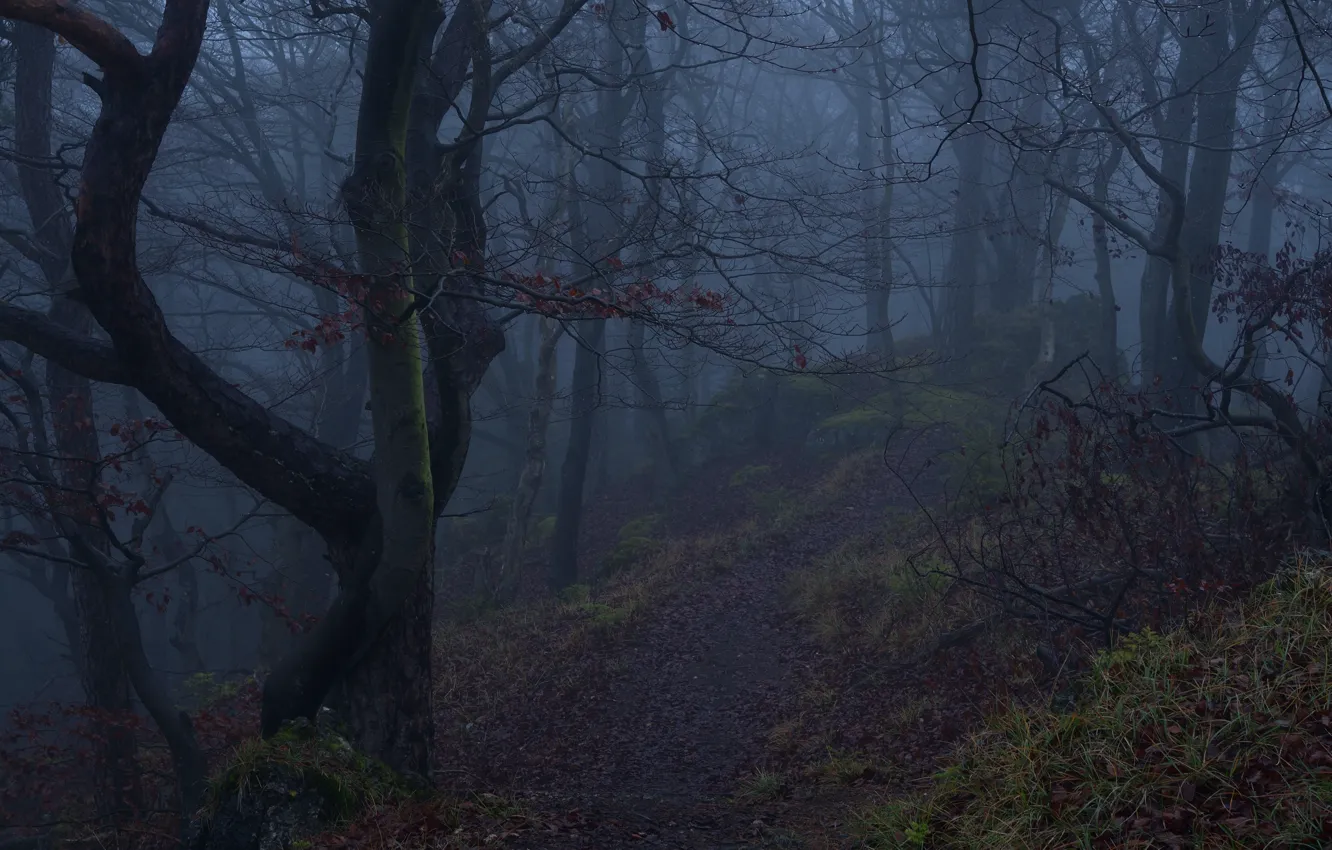 Photo wallpaper forest, trees, nature, fog, Niklas Hamisch