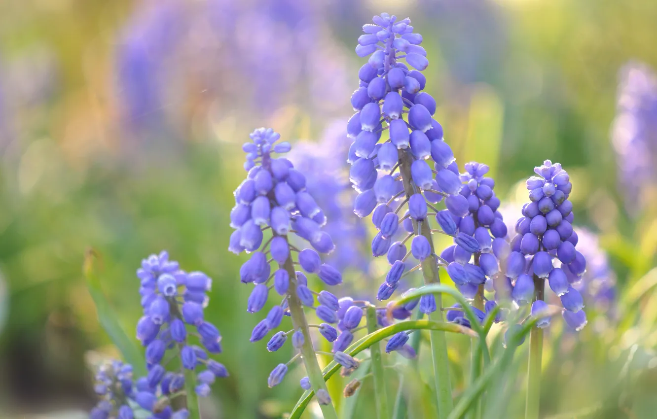 Photo wallpaper macro, bokeh, Muscari, Viper onion, hyacinth mouse