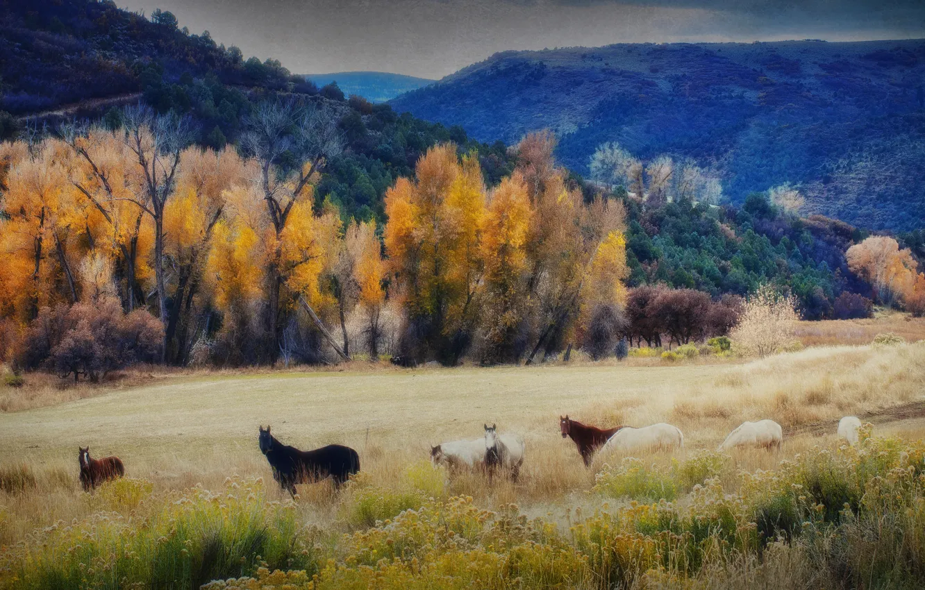 Photo wallpaper autumn, the sky, trees, mountains, horse