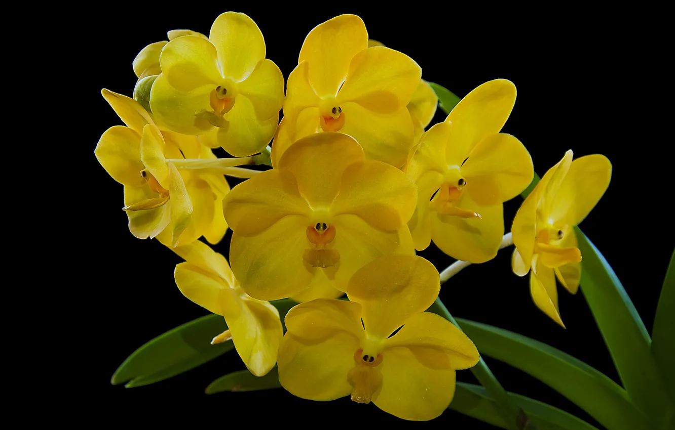 Photo wallpaper yellow, branch, Orchid