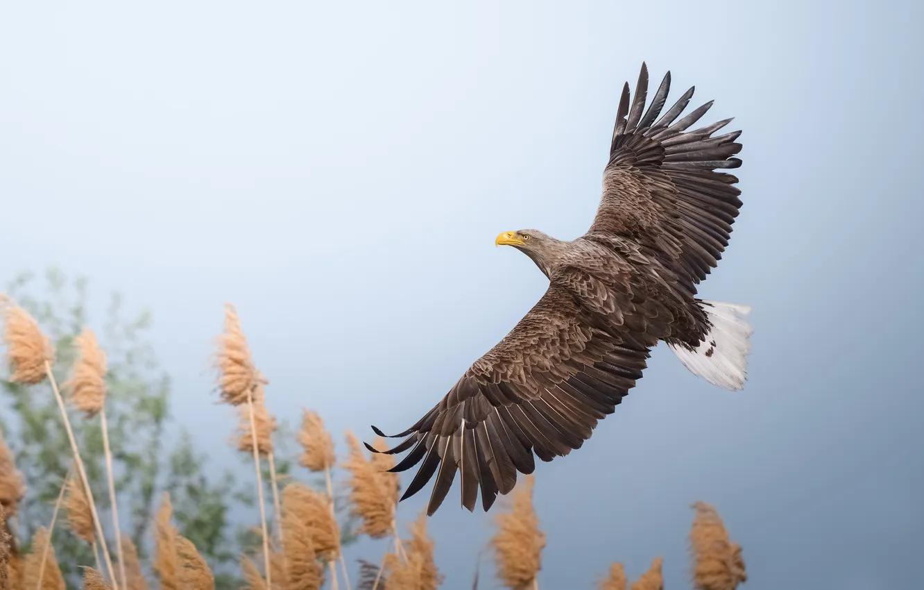 Photo wallpaper grass, flight, bird, tail, White-tailed eagle, wingspan, Mikhail Yezdakov