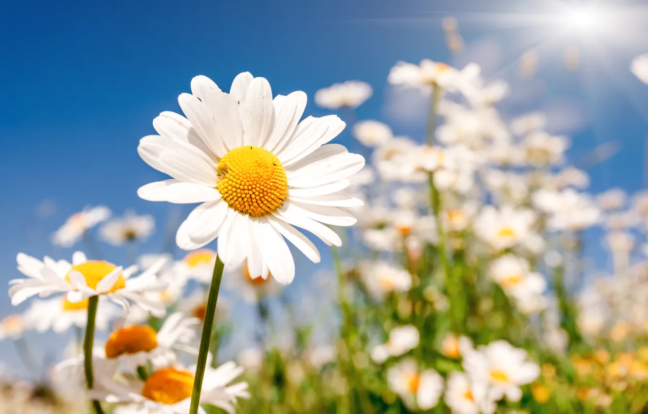 Photo wallpaper field, flowers, chamomile