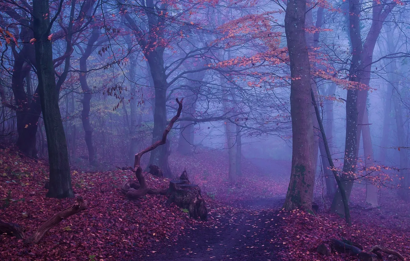 Photo wallpaper autumn, forest, trees, nature, fog, stump, path